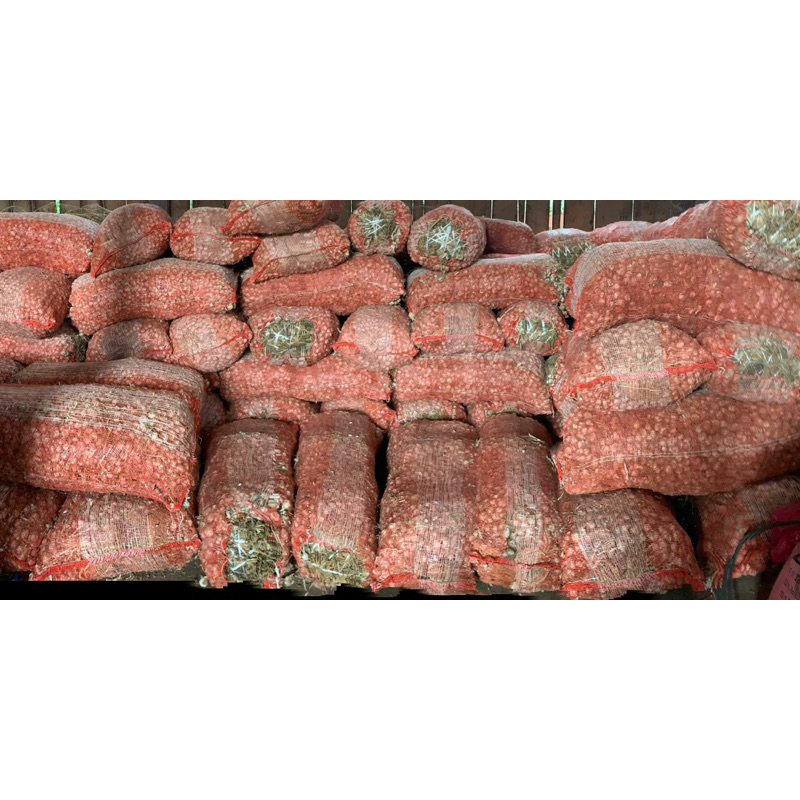 กระเทียมทำพันธุ์ พร้อมปลูก กระเทียมจุก อัตราการขึ้นสุง 1 กก. คัดคุณภาพ กระเทียมเชียงดาว