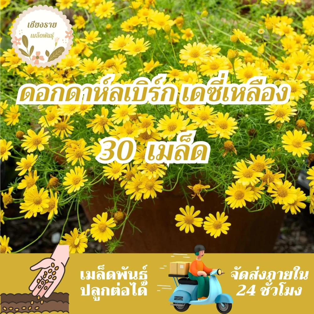 เมล็ดพันธุ์ ดอกดาห์ลเบิร์ก เดซี่สีเหลือง 30 เมล็ด Dahlberg Daisy เมล็ดพันธุ์แท้ นำเข้าจากต่างประเทศ