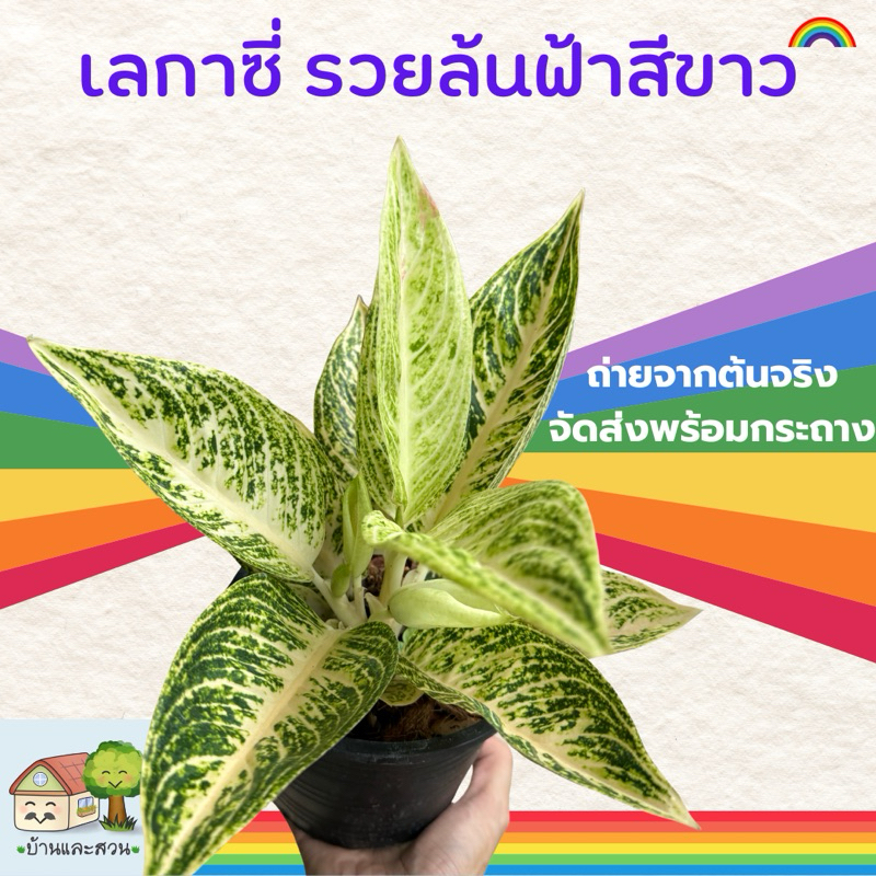 เลกาซี่สีขาว รวยล้นฟ้าใบลายขาว แพคจัดส่งพร้อมกระถางขนาด 5.5 นิ้ว