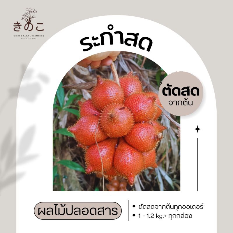 ระกำ ตัดสดจากต้น ผลไม้หาทานยาก ✅1-1.2kg. เปรี้ยว/หวาน Fresh wintergreen fruit