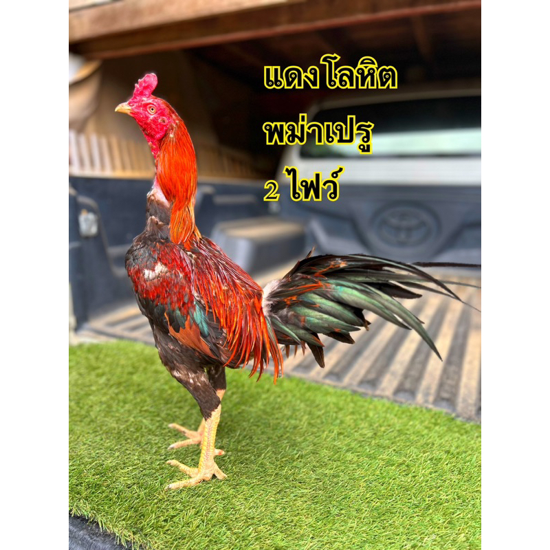 ไข่เขื้อพม่าเปรูเจ้าแดงโลหืต2ไฟว์สนใจกดสั่งเลยครับ