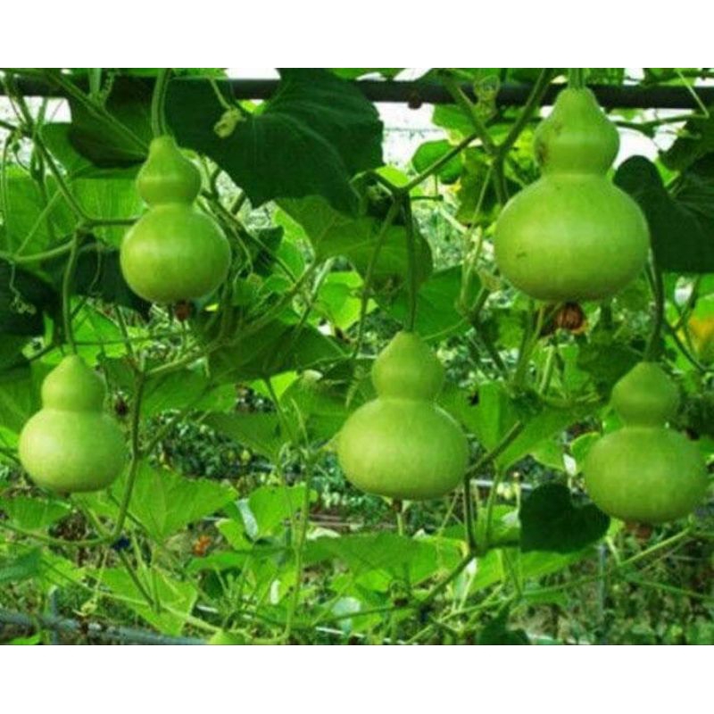 เมล็ดพันธุ์น้ำเต้าเซียน 20 เมล็ด 49 บาทซื้อ 3แถม 1 ซอง