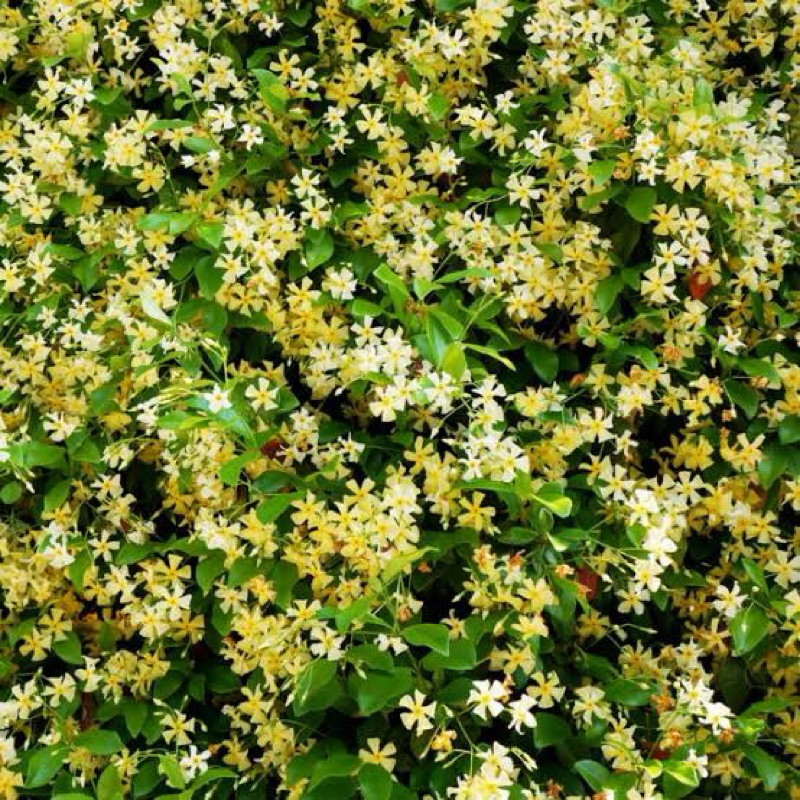 Star Jasmine , Trachelospermum Mandianum มะลิเลื้อย ,Yellow Star Jasmine (เยลโล่ สตาร์ จัสมิน)ไม้เลื้อยดอกหอม