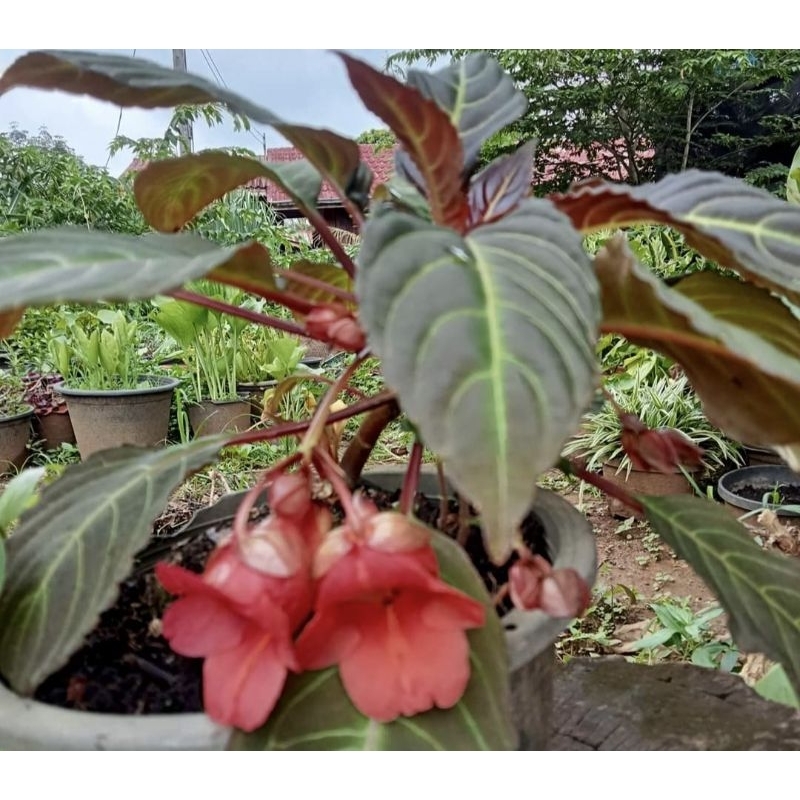 ต้นเทียนเพ็งคล้ายดอกสีส้ม น่ารักหวานๆImpatiens pengklaii T.Shimizu & Suksathan.