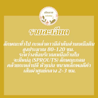 เมล็ดพันธุ์ กะหล่ำดาว 40 เมล็ด Brussels sprouts seed เมล็ดพันธุ์แท้100% นำเข้าจากต่างประเทศ