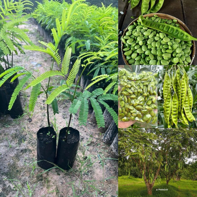 ต้นสะตอข้าวพันธุ์เตี้ย (จัดชุด5ต้น)