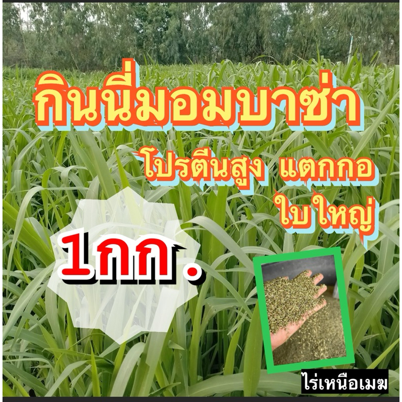 ✅ กินนี กินนี่มอมบาซ่า เมล็ดกินนี่มอมบาซา 1 กิโลกรัม (พร้อมปลูก) แตกกอ ใบใหญ่  ทนแล้ง