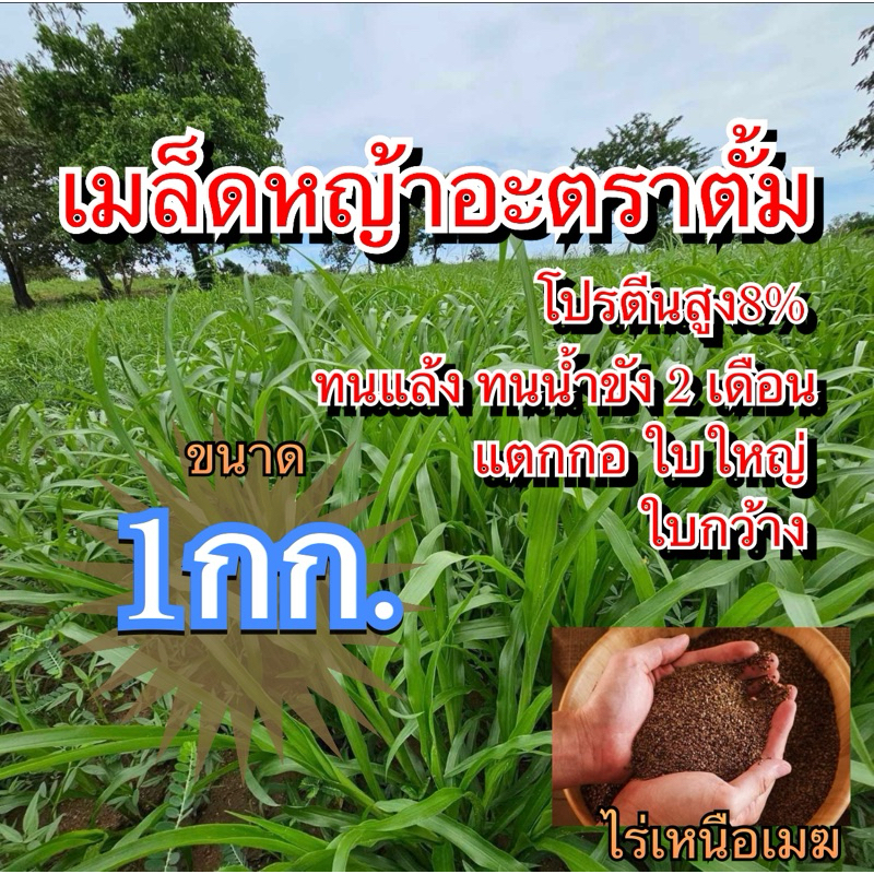 อะตราตั้ม เมล็ดหญ้าอะตราตั้ม 1 กิโลกรัม #พร้อมปลูก(รับประกันการงอก) หญ้าเลี้ยงสัตว์ หญ้า พันธ์ุหญ้า หญ้าเลี้ยงวัว ควาย