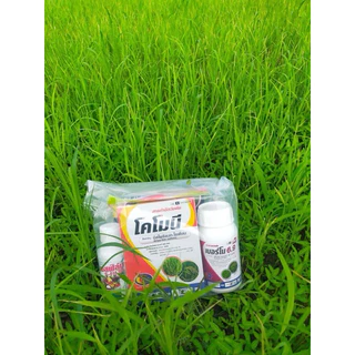 เกลี้ยงนา ชุดใหญ่/ชุดปกติ ชุดเก็บหญ้าดื้อยาในนาข้าว