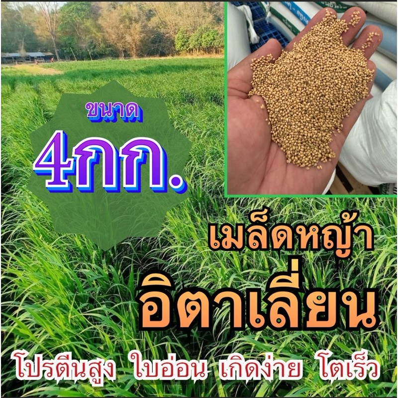 ✅ หญ้าอิตาเลี่ยน 4 กิโลกรัม #พร้อมปลูก(รับประกันการงอก) หญ้าเลี้ยงสัตว์ พันธ์ุหญ้า  หญ้าเลี้ยงวัว