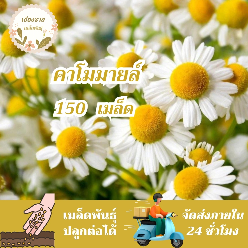เมล็ดพันธุ์ คาโมมายล์ เยอรมัน 150 เมล็ด German Chamomile Seed เมล็ดพันธุ์แท้ นำเข้าจากต่างประเทศ ปลูกผัก สวนครัว ถูกดี