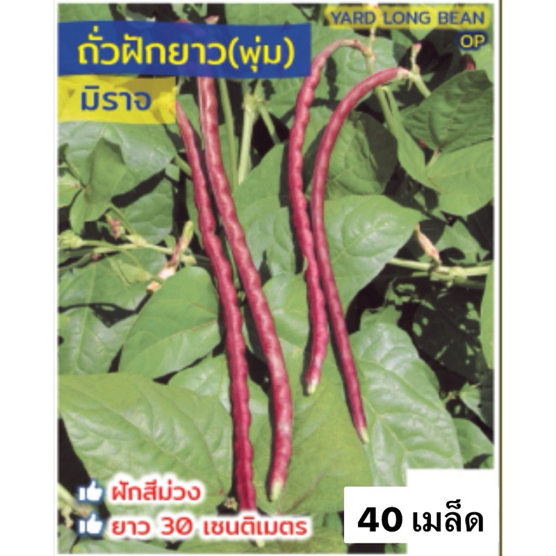 ถั่วไร้ค้าง สีม่วง ถั่วพุ่ม ไม่ต้องทำค้าง (40 เมล็ด)