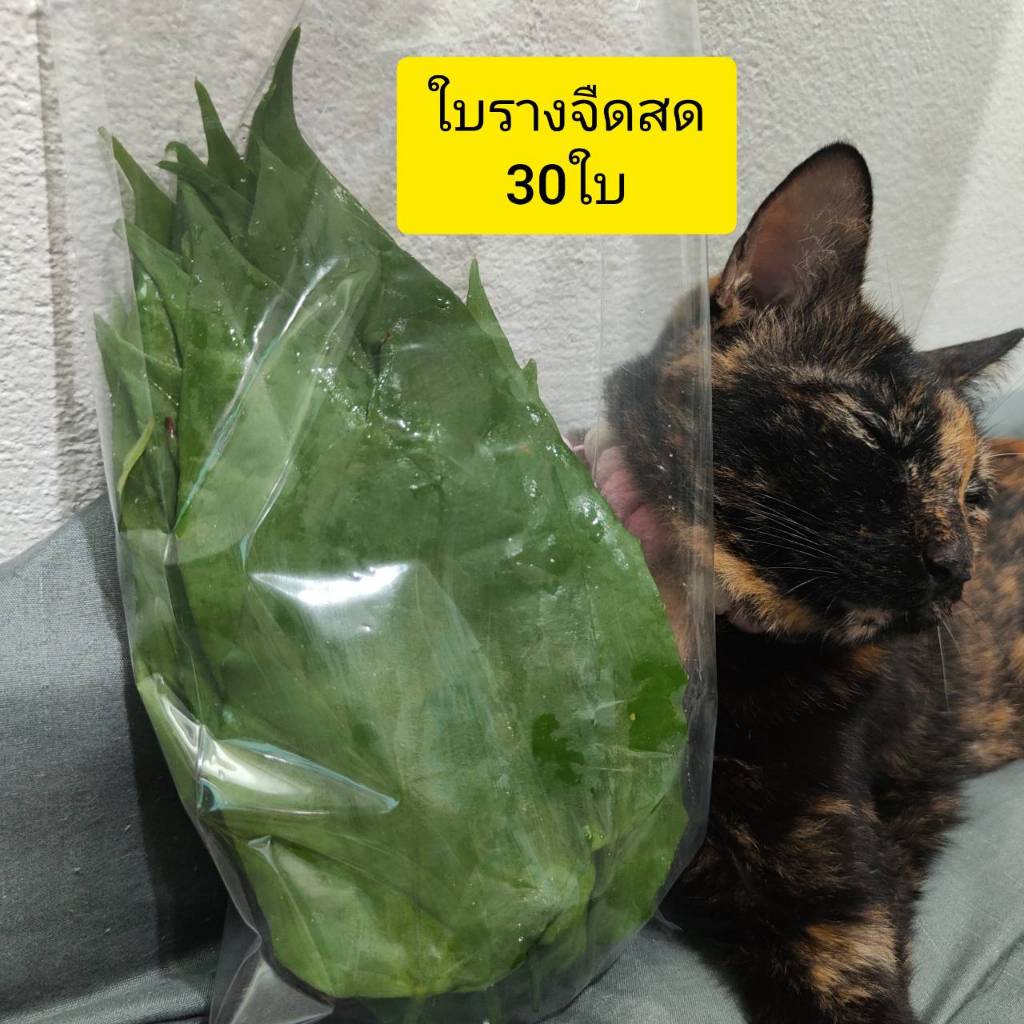 ราชาแห่งการถอนพิษ ใบรางจืด ว่านรางจืด ปลอดสารพิษ (เก็บสด30ใบ) (แห้ง 40กรัม)