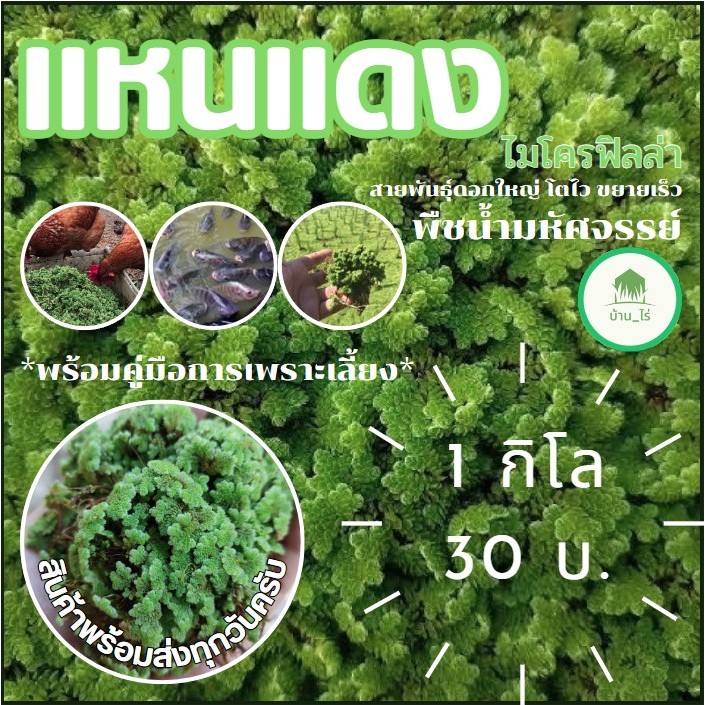 แหนเเดง 1 KG. ไมโครฟิลล่า(Azolla microphylla) พันธุ์กรมวิชาการเกษตร แหนแดง/อาหารพืช/ปุ๋ยพืชสด/อาหารส