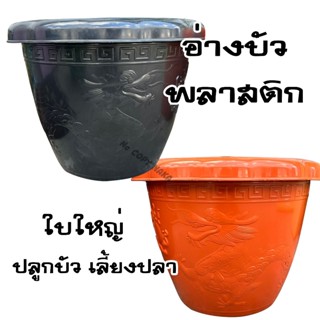 อ่าง อ่างพลาสติก อ่างใส่น้ำ อ่างบัว อ่างลายมังกร