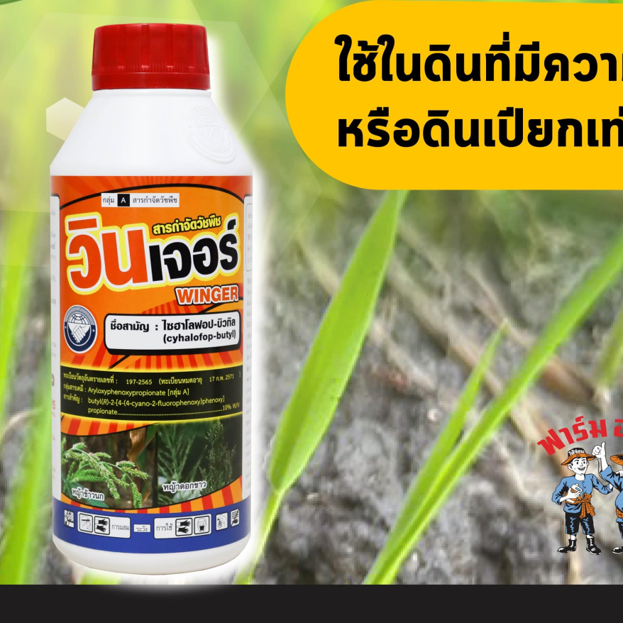 วินเจอร์ กำจัดวัชพืชใบแคบ ข้าวไม่เกิน 30-40 วัน