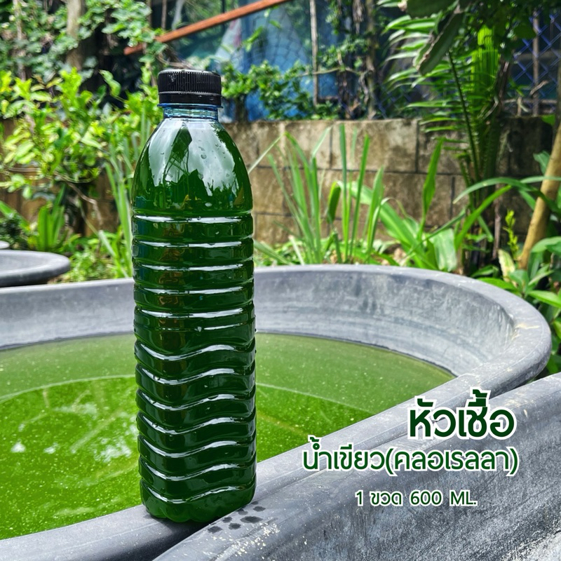 KPK น้ำเขียวไรแดง หัวเชื้อน้ำเขียว(คลอเรลล่า) เขียวเข้ม ขยายเร็ว เขียวไว
