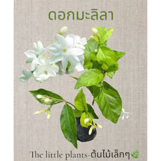 🌿TLP มะลิลา ดอกมะลิลา ต้นดอกมะลิ ขนาดถุง2 นิ้ว รากแน่น