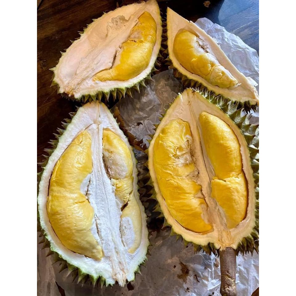 🌳ต้นทุเรียนแคระอินโด 🌳เนื้อสีเหลือง รสหวานเข้ม ต้นกล้าเสียบยอด ความสูง 60-80ซม🌳 - รูปที่ 3