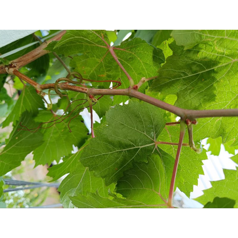 กิ่งตาองุ่นพันธุ์ veles วีเลส ,S48 จำนวน 15และ30 ตา สำหรับนำไปติดตาหรือเสียบยอดเอง