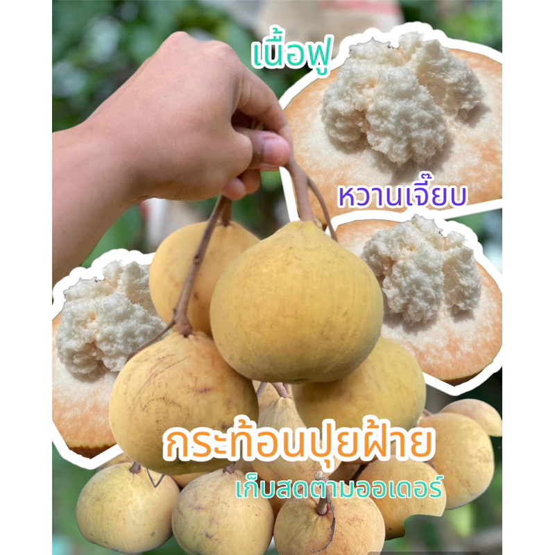 🌟กระท้อนห่อปุยฝ้ายหวานเจี๊ยบ🌟ของแท้จากสวนโดยตรงไม่ผ่านคนกลาง🍀ปลอดสาร🍀อยากให้ได้ชิมความหวานอร่อยค่ะ💗