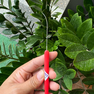 KT02 มีดคว้านผลไม้แบบยาวปลายโค้ง คว้านมะยงชิด สละ เงาะ