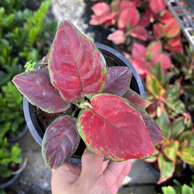 ต้นทรัพย์เจ้าสัว กระถาง 5-6 นิ้ว