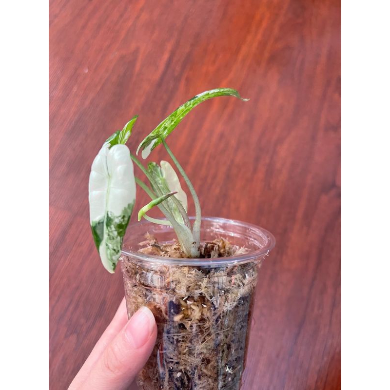 Alocasia Frydek Highly Variegatedต้นลูกเกิดจากไข่เพาะชำลายด่างกระจายสวยไม้เเรร์ไอเทมน่าสะสม - รูปที่ 6