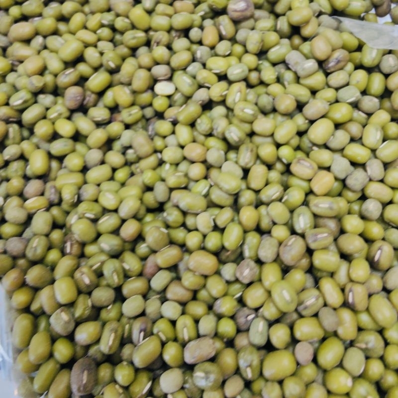 เมล็ดพันธุ์ถั่วเพาะงอก ถั่วเขียว ถั่วเขียวเพาะงอก ขนาด 500 กรัม