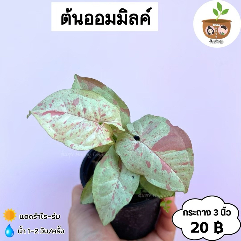 ต้นออมมิลค์ จัดส่ง 2 ต้นขึ้นไป คละแบบได้