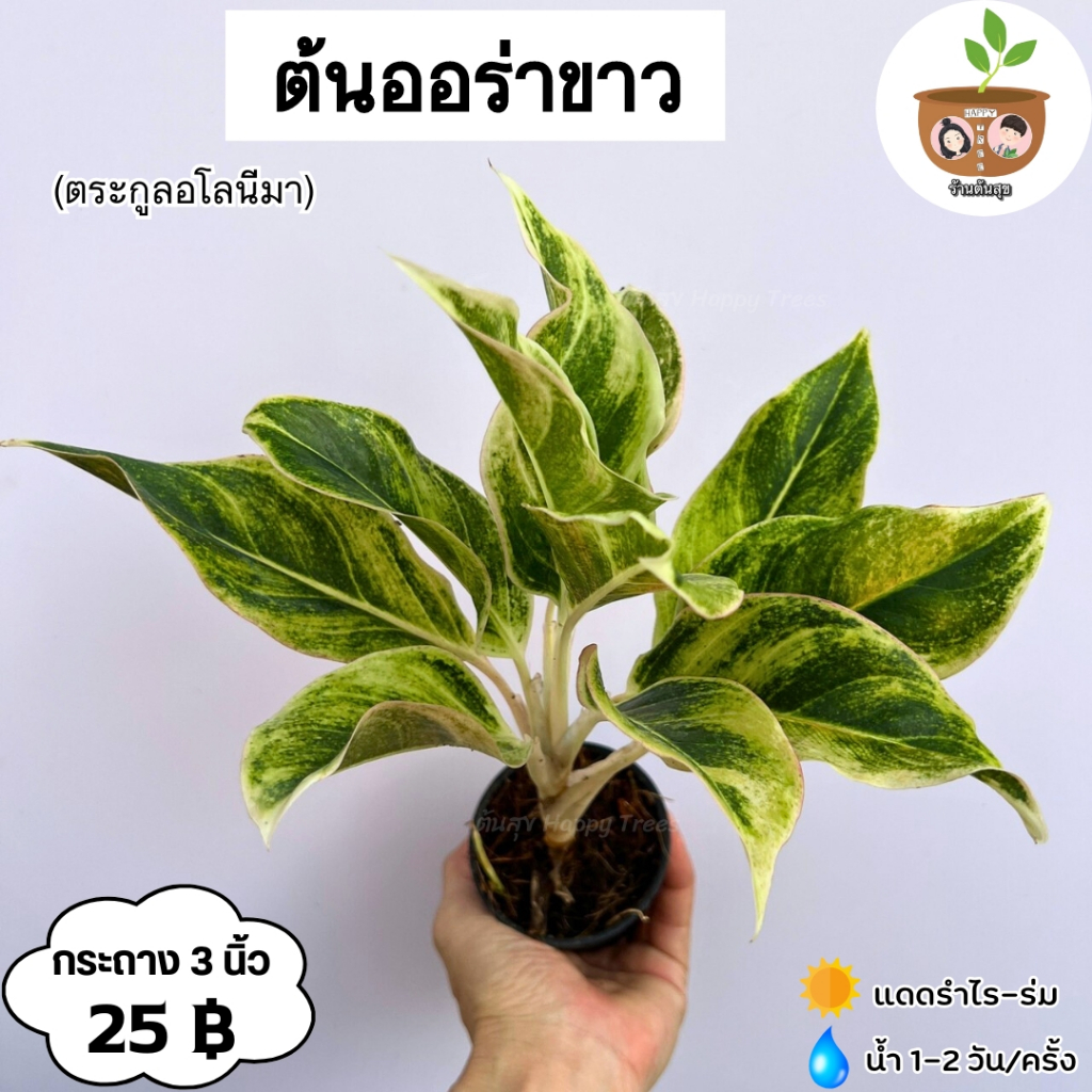 ต้นออร่าขาว จัดส่ง 2 ต้นขึ้นไป คละแบบได้