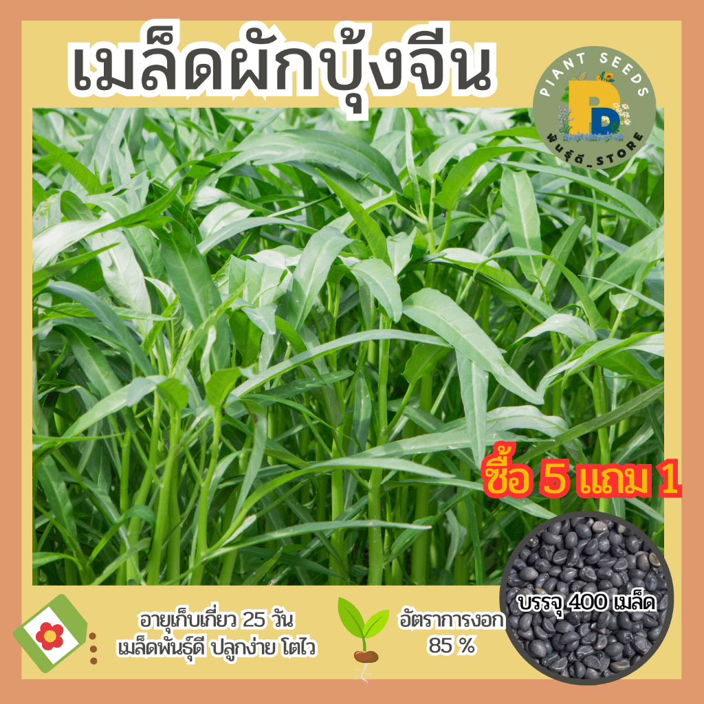 เมล็ดพันธุ์ผักบุ้งจีน แบ่งขาย 400 เมล็ด เมล็ดพันธุ์ดี ปลูกง่าย โตไว (ซื้อ 5 แถม 1)