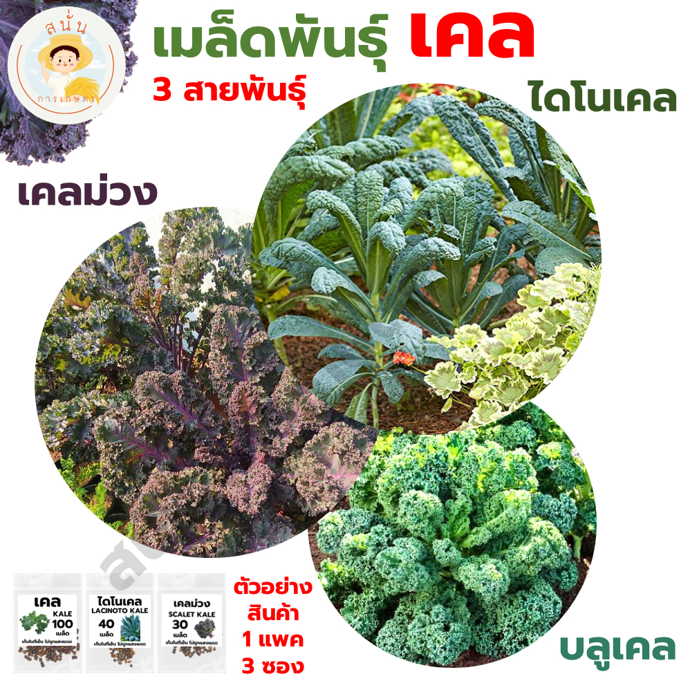 ชุดเมล็ดพันธุ์ เคล 3 ชนิด (บลูเคล เคลม่วง ไดโนเคล) ผักเคล ปลูกง่าย ทนร้อน มีประโยชน์ ปลูกได้ทั้งปี
