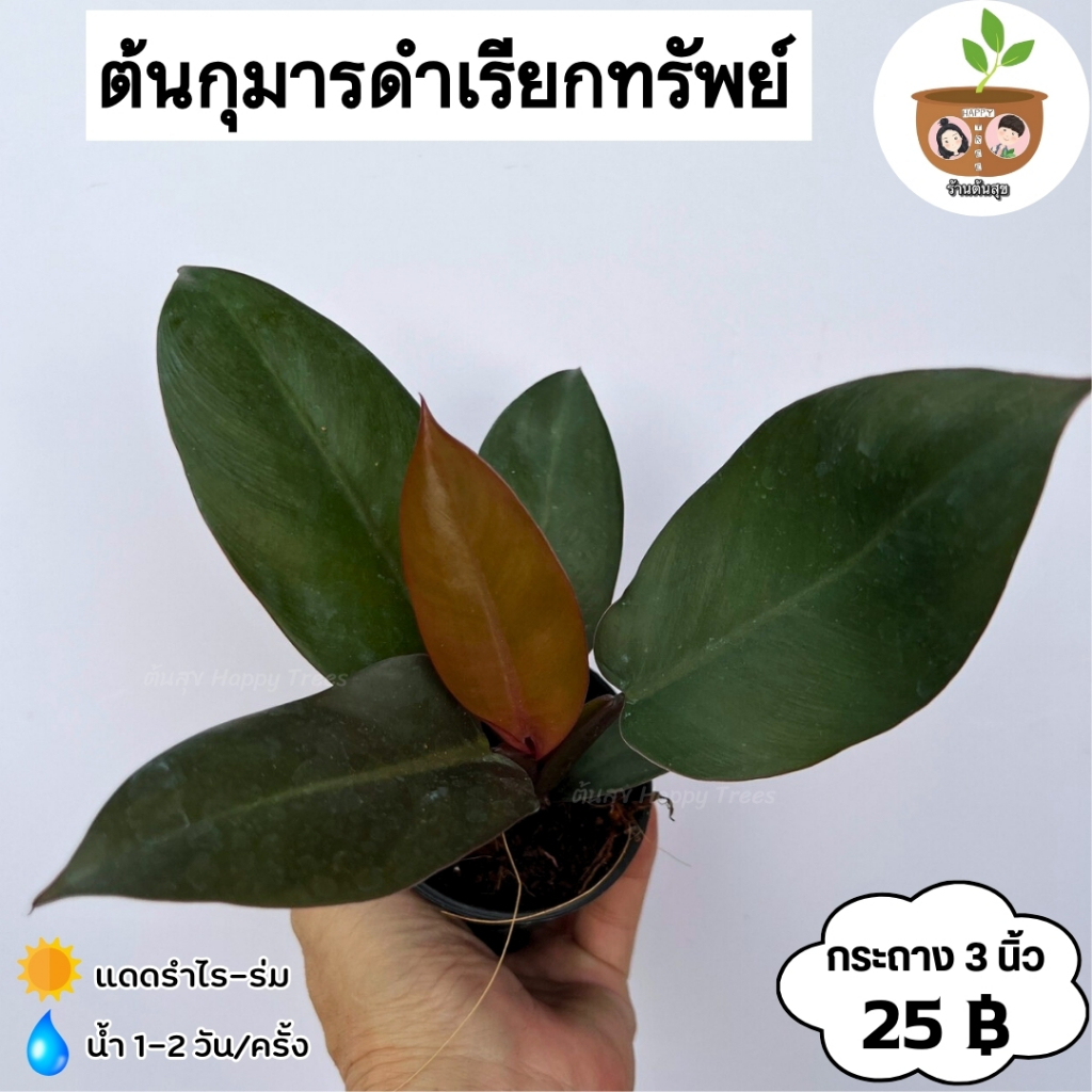 ต้นกุมารดำเรียกทรัพย์ จัดส่ง 2 ต้นขึ้นไป คละแบบได้