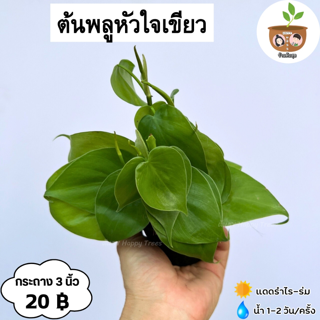 ต้นพลูหัวใจแนบ จัดส่ง 2 ต้นขึ้นไป คละแบบได้