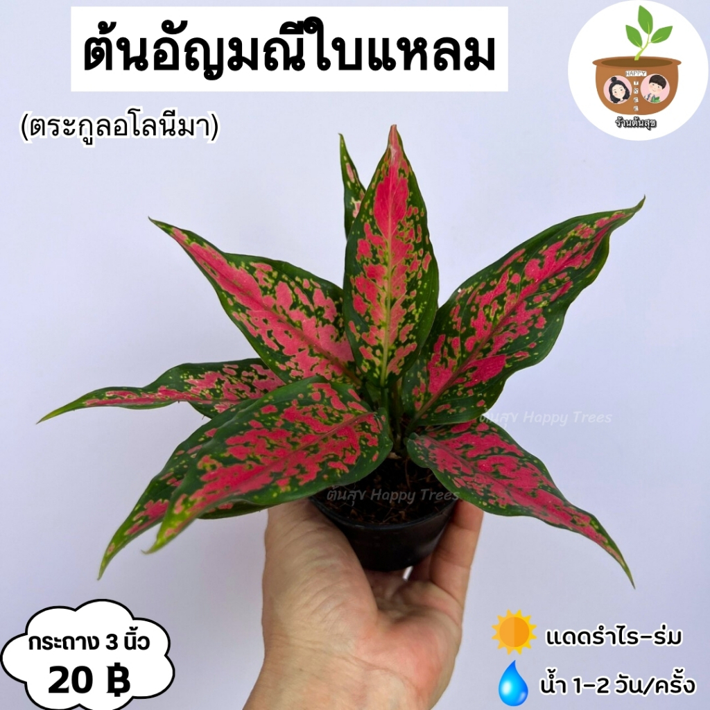 ต้นอัญมณีแดงใบแหลม จัดส่ง 2 ต้นขึ้นไป คละแบบได้