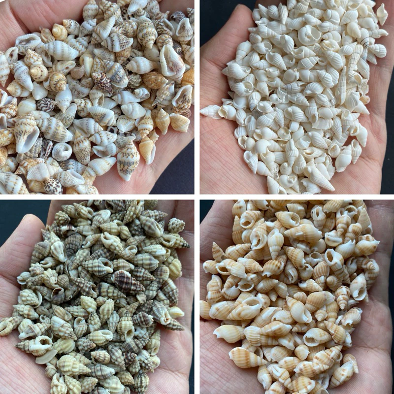 วัสดุตกแต่งเปลือกหอยสังข์ธรรมชาติ 50g SMALL RICE หอยเล็ก snail shell 1-3cm