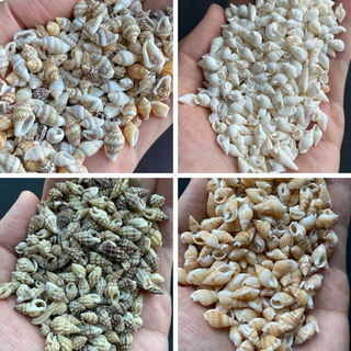 วัสดุตกแต่งเปลือกหอยสังข์ธรรมชาติ 50g SMALL RICE หอยเล็ก snail shell 1-3cm