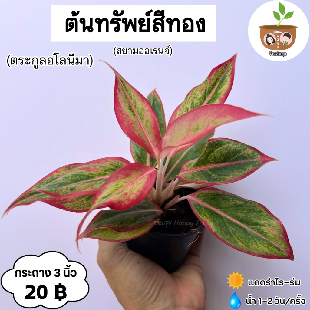 ต้นสยามออเร้นจ์ หรือทรัพย์สีทอง จัดส่ง 2 ต้นขึ้นไป คละแบบได้