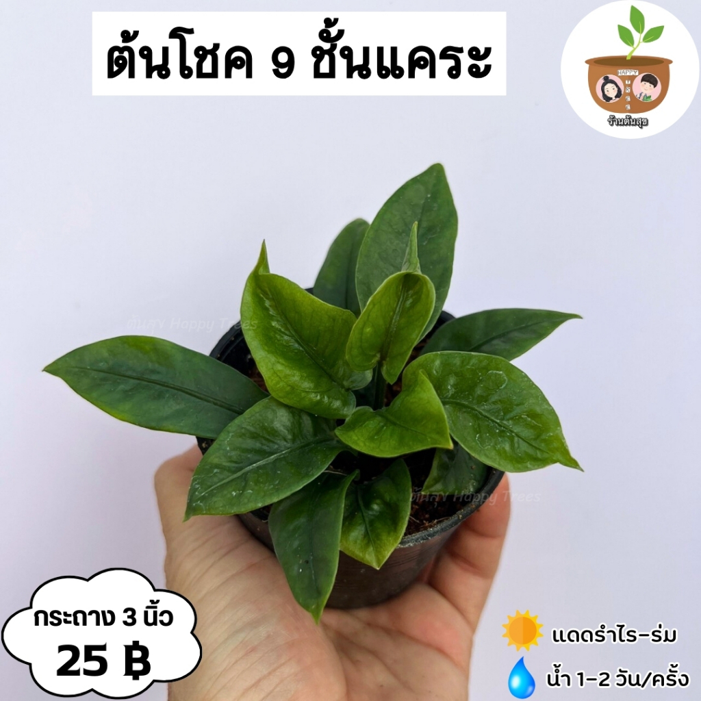 ต้นโชค 9 ชั้นแคระ จัดส่ง 2 ต้นขึ้นไป คละแบบได้
