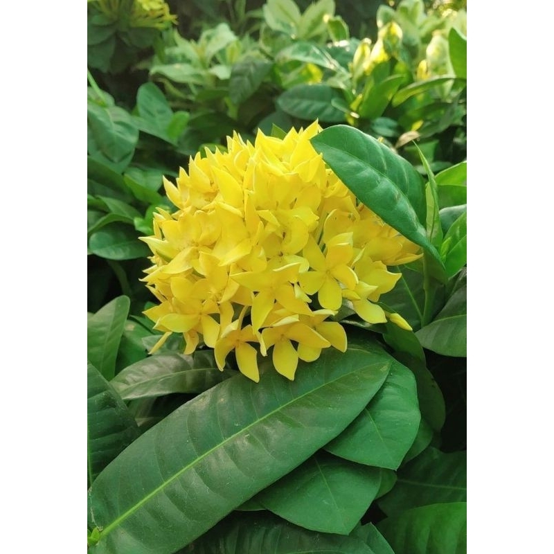 ต้นดอกเข็มสีเหลืองใบใหญ่1ถุงดำ