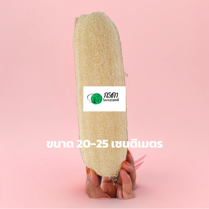 ใยบวบใยหนา ขนาด20-25 เซนติเมตร