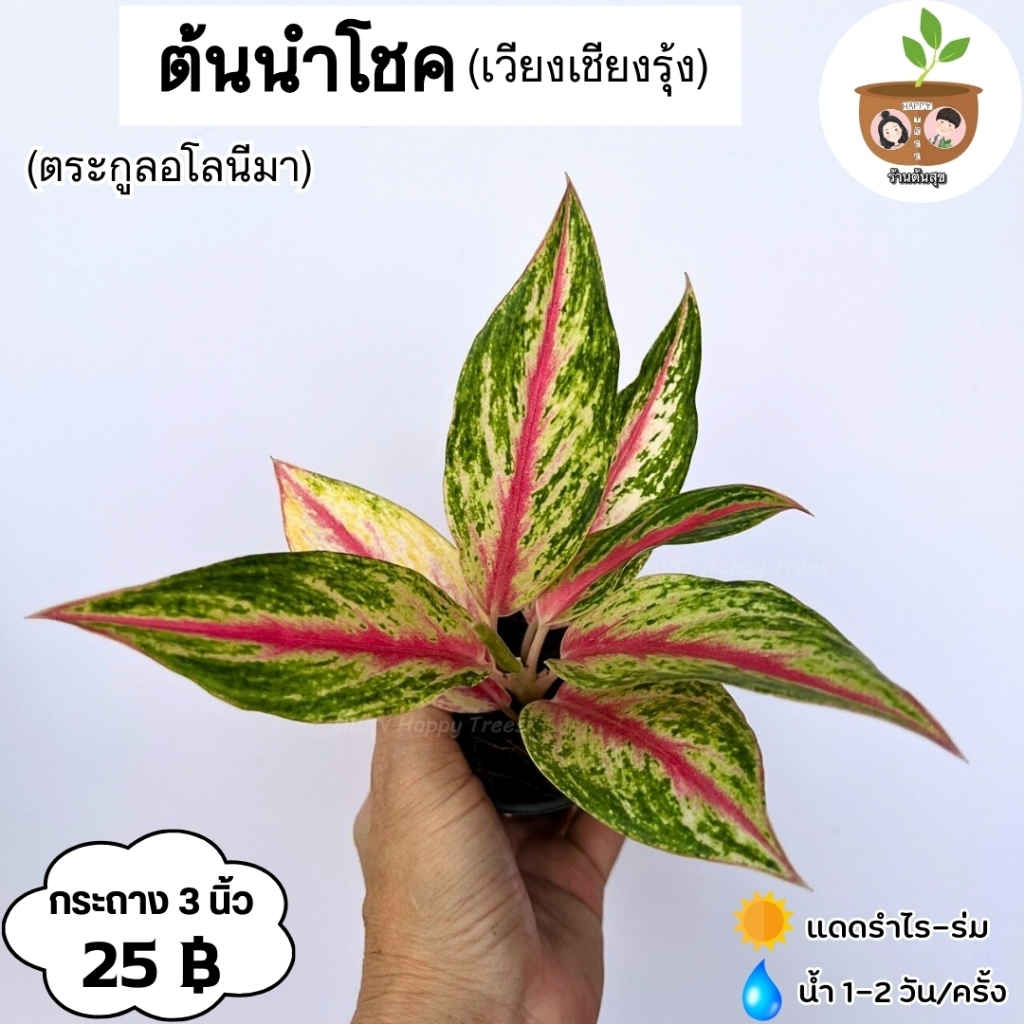 ต้นนำโชค เวียงเชียงรุ้ง จัดส่ง 2 ต้นขึ้นไป คละแบบได้