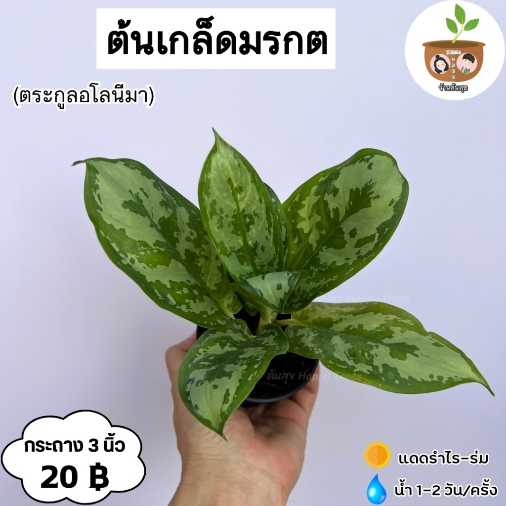 ต้นเกล็ดมรกต จัดส่ง 2 ต้นขึ้นไป คละแบบได้