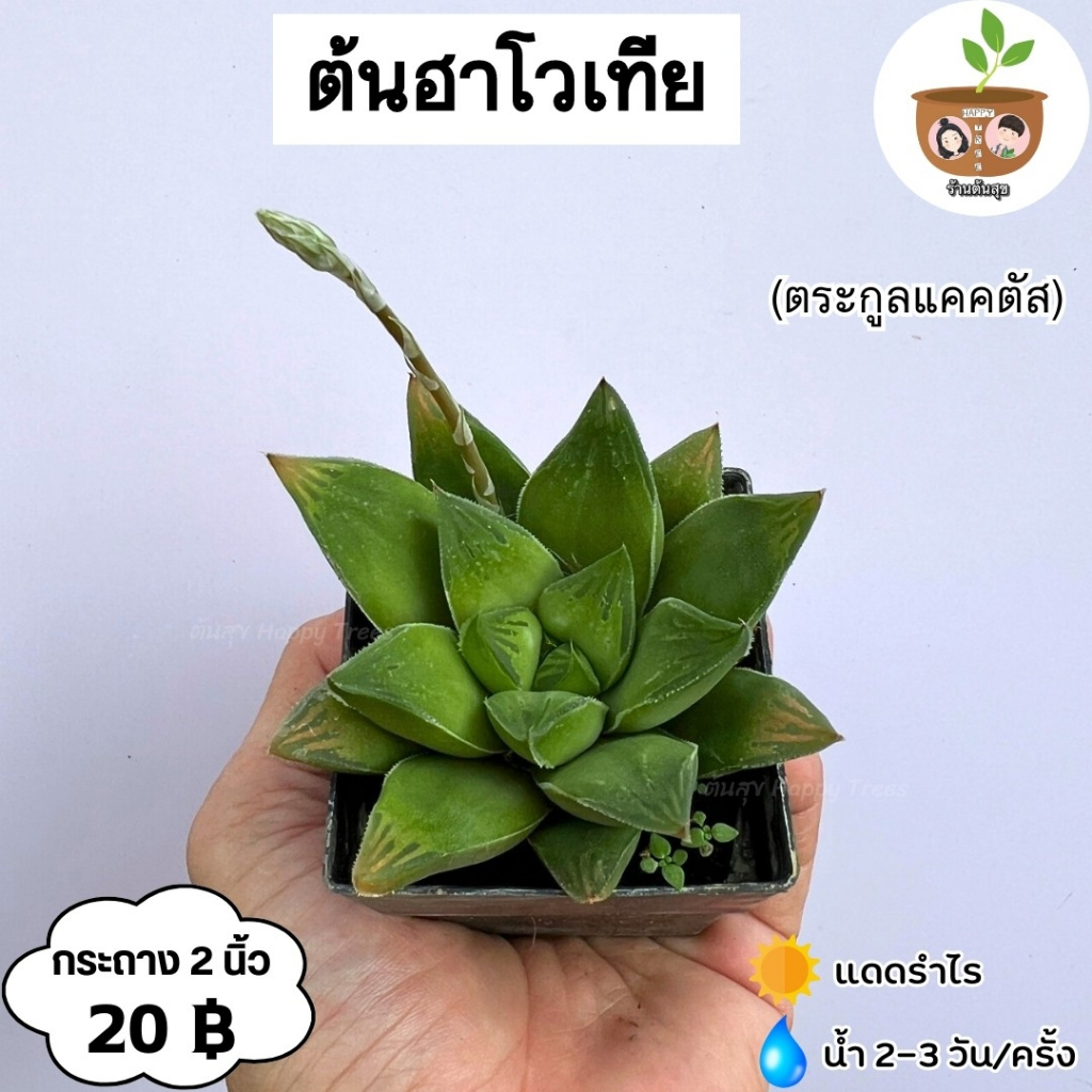 ต้นฮาโวเทีย จัดส่งที่ 2 ต้นขึ้นไป คละแบบได้