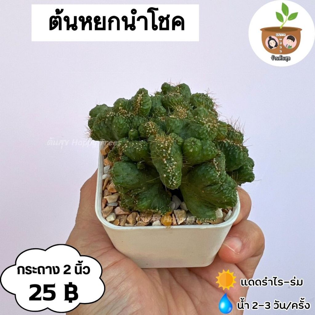 ต้นหยกนำโชค กระถาง 2 นิ้ว จัดส่ง 2 ต้นขึ้นไป คละแบบได้
