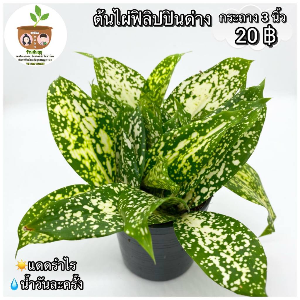 ต้นไผ่ฟิลิปปินส์ จัดส่งที่ 2 ต้นขึ้นไป คละแบบได้
