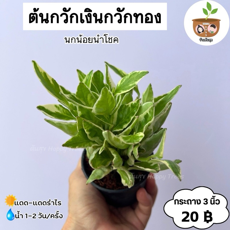 ต้นกวักเงินกวักทอง (นกน้อยนำโชค) จัดส่ง 2 ขึ้นไป คละแบบได้ ต้นไม้มงคลจิ๋ว