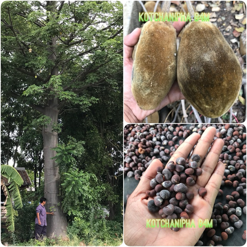 เมล็ดพันธุ์ เบาบับดิจิทาทา (Digitata baobab)