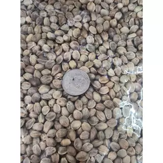 เมล็ดฮวยมั้ว ไซร้จัมโบ้ (แบ่งขาย 200-500 G.) เหมาะสำหรับเป็น รางวัลในการฝึกนก